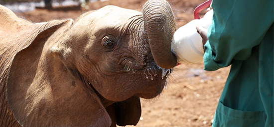 daphne-sheldrick-elephant-orphanage-day-trip