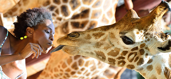 giraffe-center-day-tour