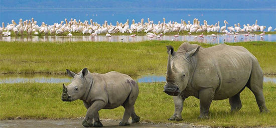 lake-nakuru-national-park-day-trip